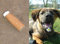 Hund und Zigarette